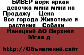 БИВЕР йорк яркая девочка мини мини на Продажу! › Цена ­ 45 000 - Все города Животные и растения » Собаки   . Ненецкий АО,Верхняя Мгла д.